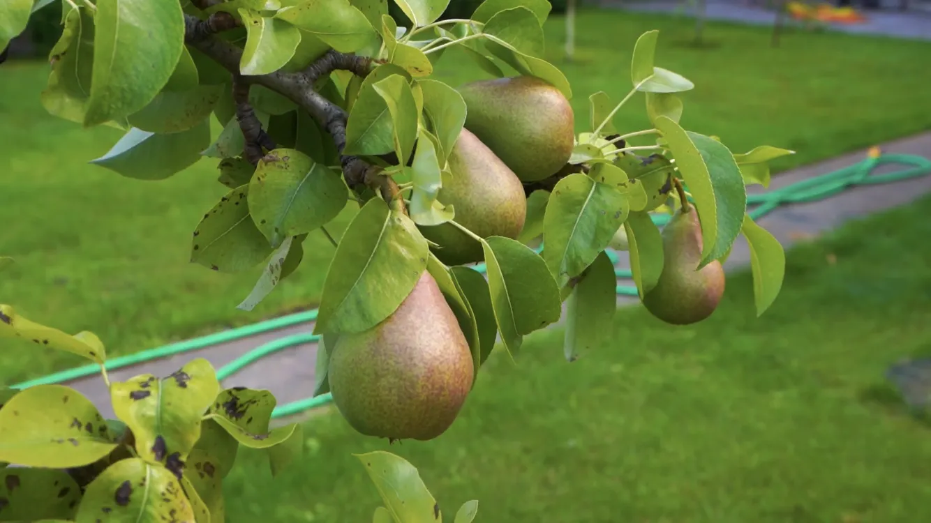 Павло Зібров показав свій розкішний маєток під Києвом площею 1 га. Фото і відео