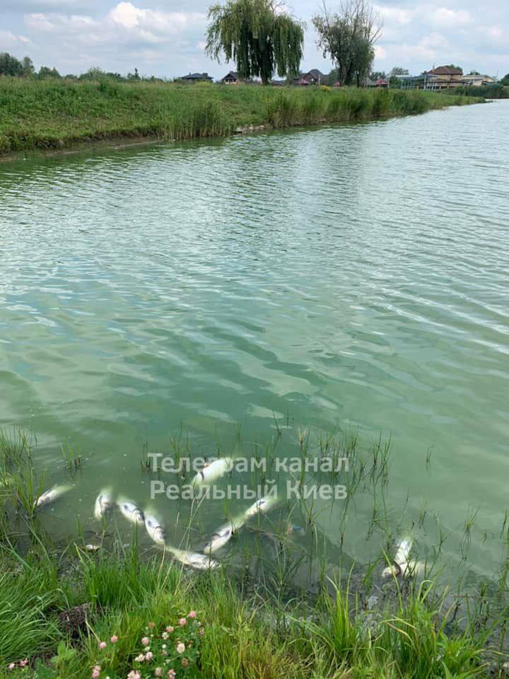 У Борисполі мор риби