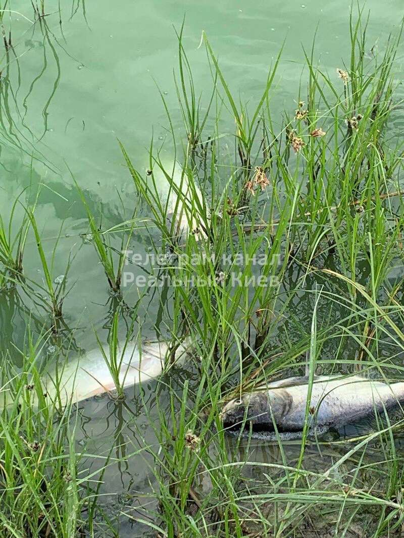 У Борисполі мор риби