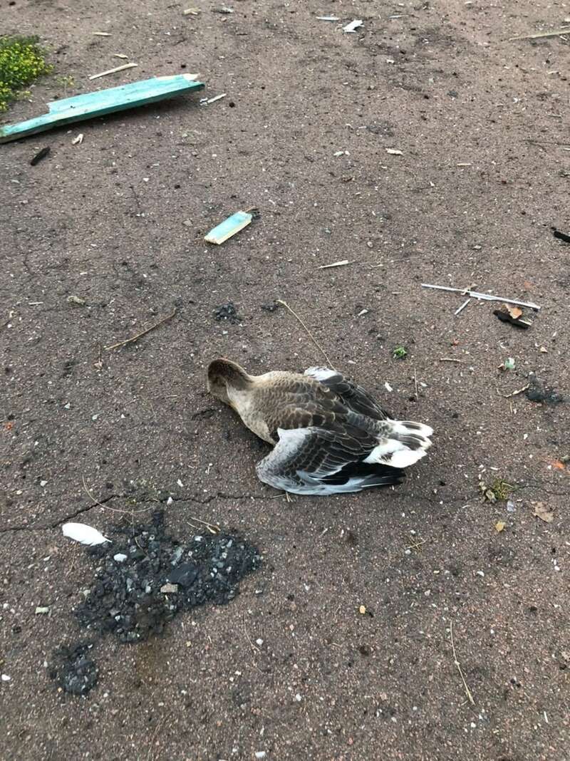 © Голова Сумської обласної військової адміністрації Дмитро Живицький dqxikeidqxiqqeant