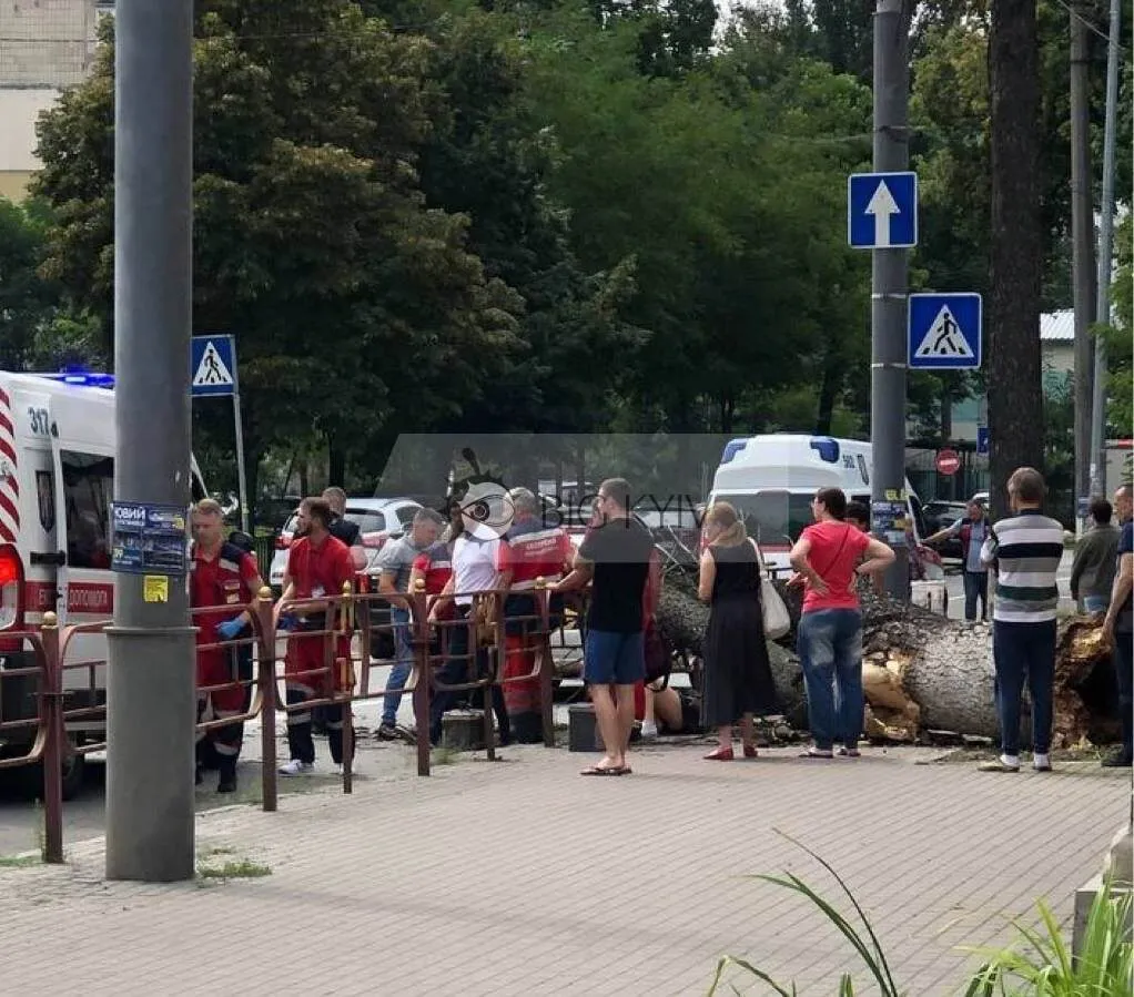 У центрі Києва на жінку впало дерево: першими на допомогу кинулися військові. Фото dqxikeidqxiqqeant