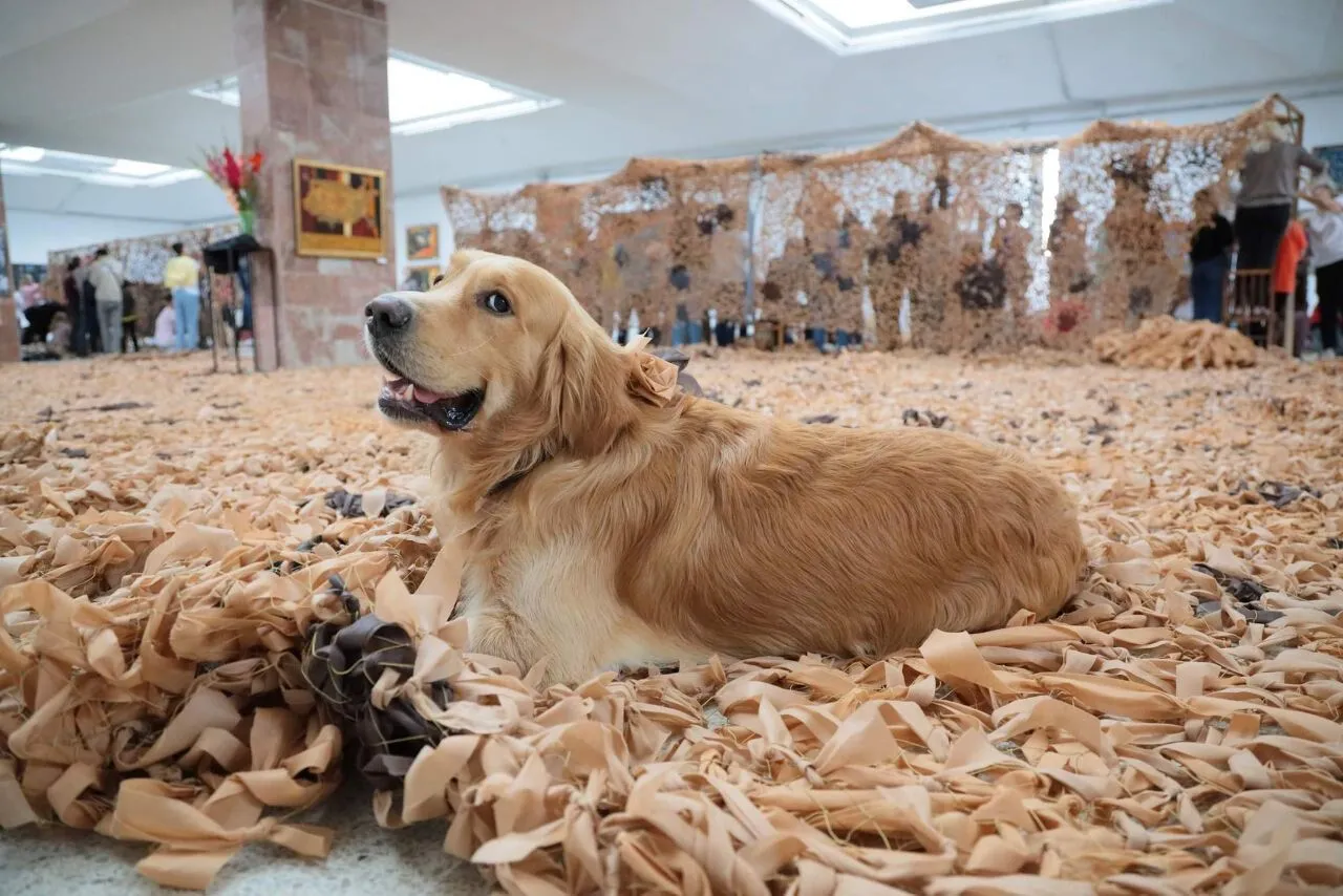 У Львові сплели найбільшу маскувальну сітку в Україні: встановлено національний рекорд. Фото і відео