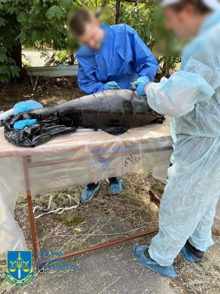 мертві ссавці, війна в Україні, дельфіни, чорне море, вс рф, сонари dqxikeidqxitkant