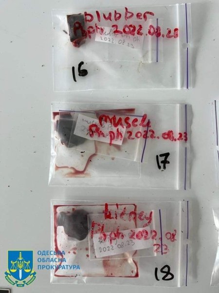 загиблі тварини, війна в Україні, дельфіни, вс рф