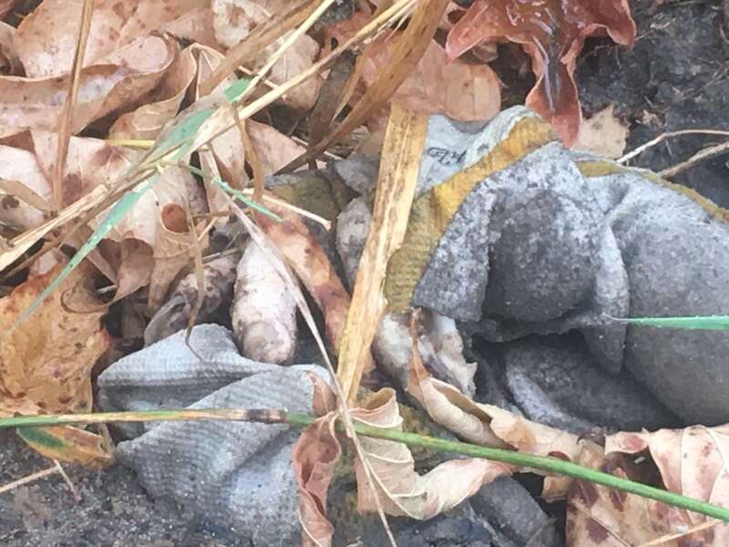 Останки імовірно російського військовослужбовця з масового поховання російських військових у районі українського села Мала Рогань Харківської області, виявлене місцевим жителем Олексієм Шаповалом. Фото Дмитро Дурнєв/Spektr.Press