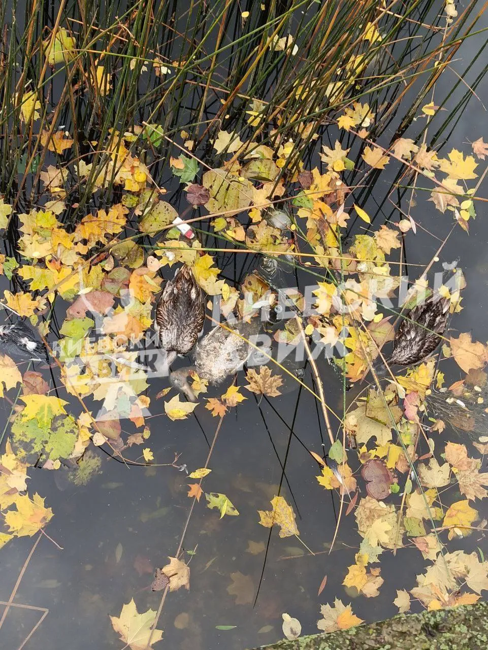 У Києві зафіксували мор качок: відомі подробиці. Фото dqxikeidqxitkant