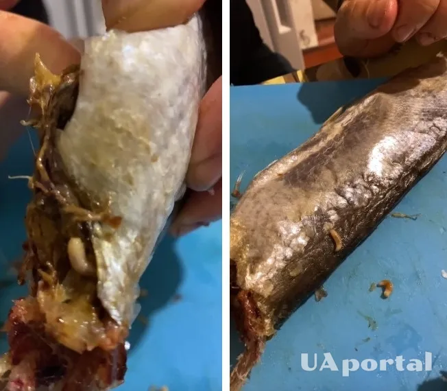 Магазин пива Хочу пиво Троєщина оскандалився через хробаків у сушеній рибі dqxikeidqxitkant