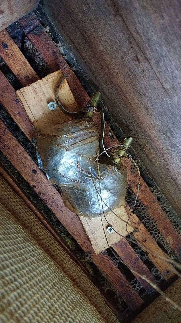 В Киевской области оккупанты заминировали улей: взрыва не произошло благодаря пчелам. Фото dqxikeidqxiqqeant