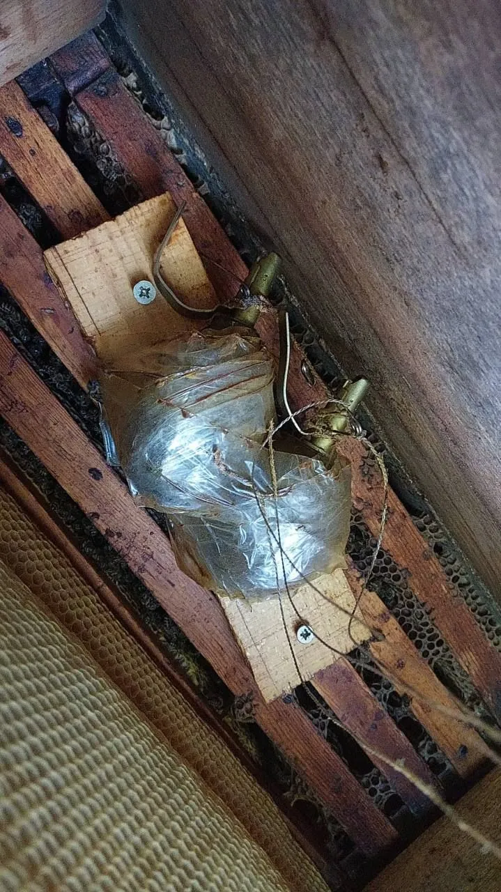 На Київщині окупанти замінували вулик: вибуху не сталося завдяки бджолам. Фото dqxikeidqxitkant