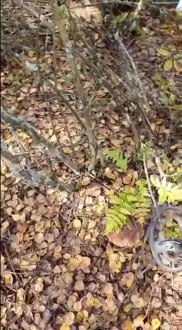 На Киевщине во время обследования лесополосы под грибом нашли мину. Фото и видео