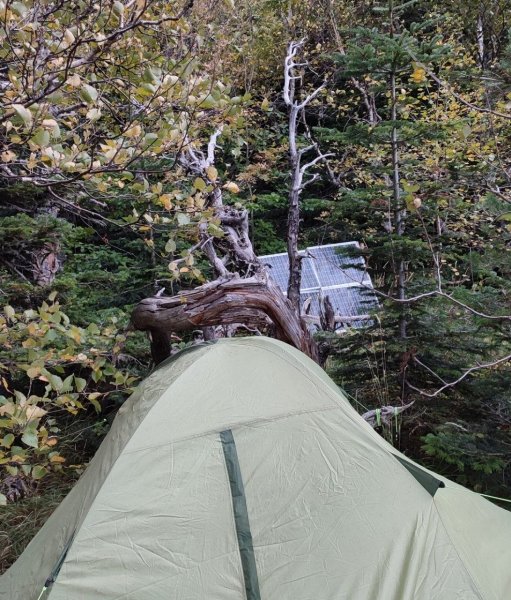 Жизнь российского IT-специалиста в лесу dqxikeidqxiqqeant