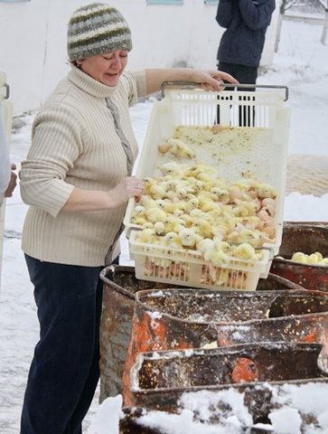Уничтожение цыплят в России