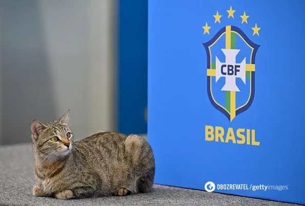 Представник Бразилії на ЧС-2022 викинув кішку під час пресконференції. Відео dqxikeidqxiqqeant