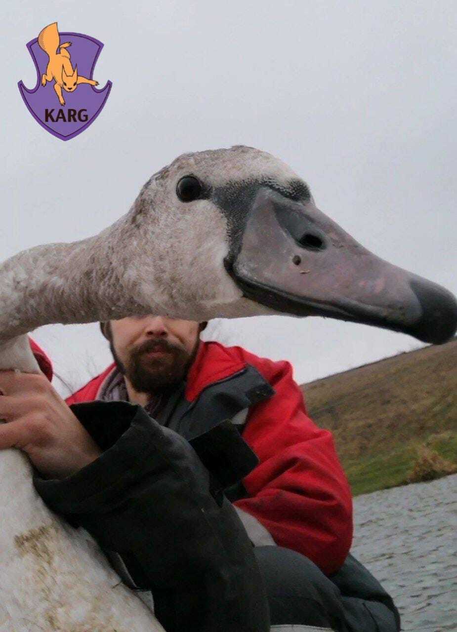 На Київщині врятували двох лебедів, яких намагались вбити браконьєри. Фото