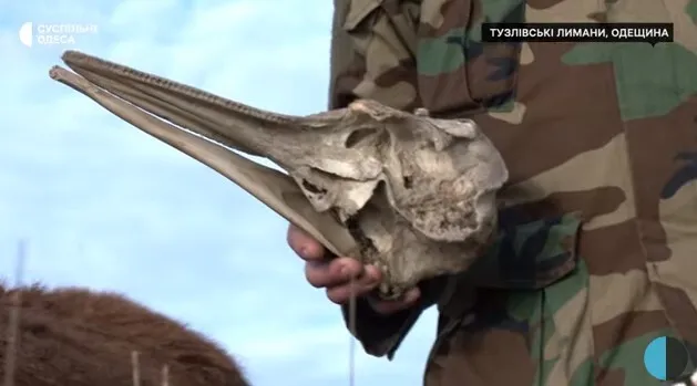        :    .  dqxikeidqxitkant