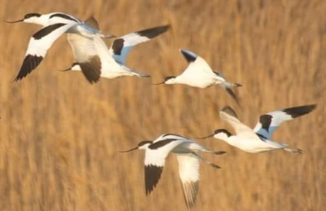 вплив війни на екологію dqxikeidqxitkant