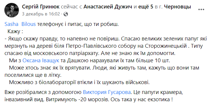 У Чернівцях на деревах оселилися папуги dqxikeidqxitkant