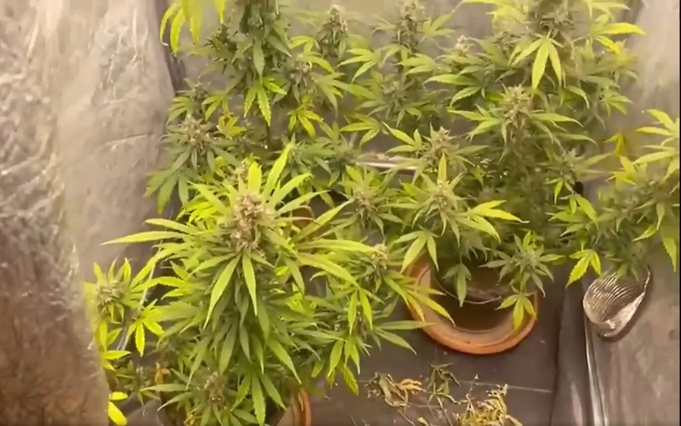 На Київщині у наркоділка вилучили елітні коноплі більш ніж на 1 млн грн. Відео dqxikeidqxitkant