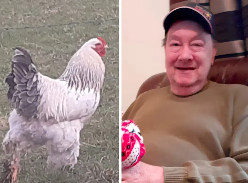 Втратив літри крові: в Ірландії фермер помер після нападу півня. Фото dqxikeidqxitkant