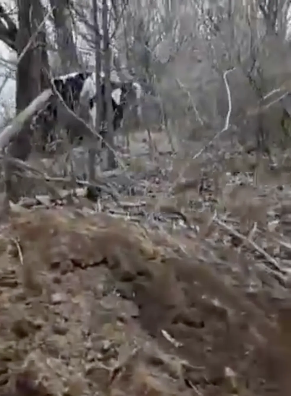    :        dqxikeidqxiqqeant