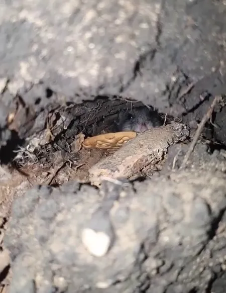  :      .  dqxikeidqxitkant