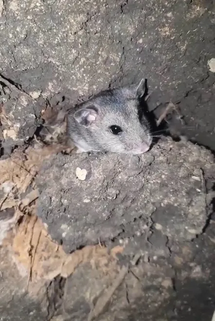 Вугледарський хом’як: українські прикордонники показали свого наймилішого сусіда. Відео