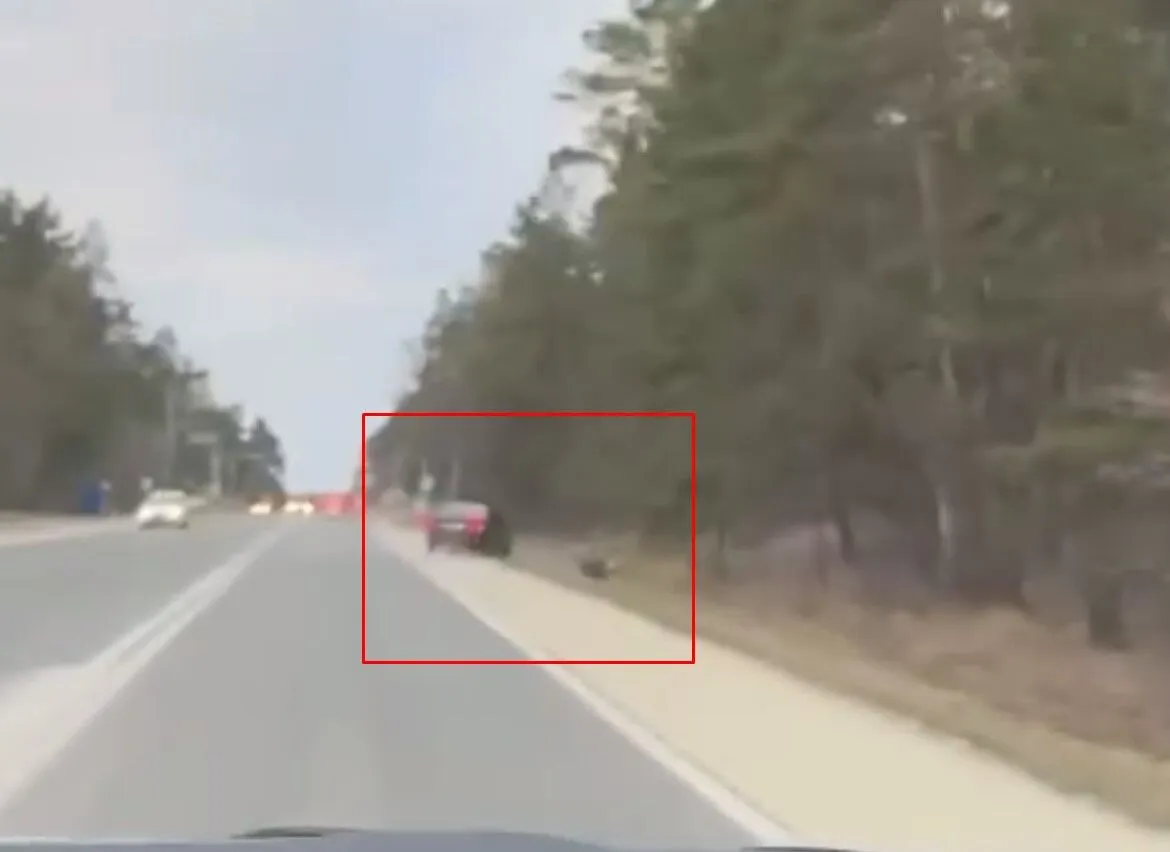 На Київщині легковик збив лося: момент ДТП зафіксував камера. Відео dqxikeidqxiqqeant