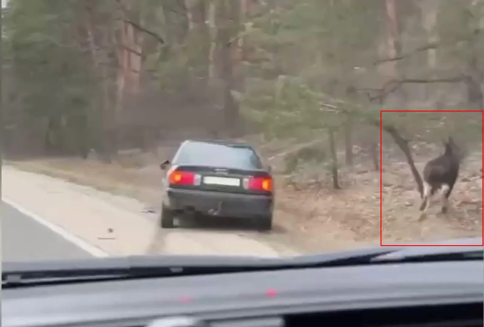 На Київщині легковик збив лося: момент ДТП зафіксував камера. Відео