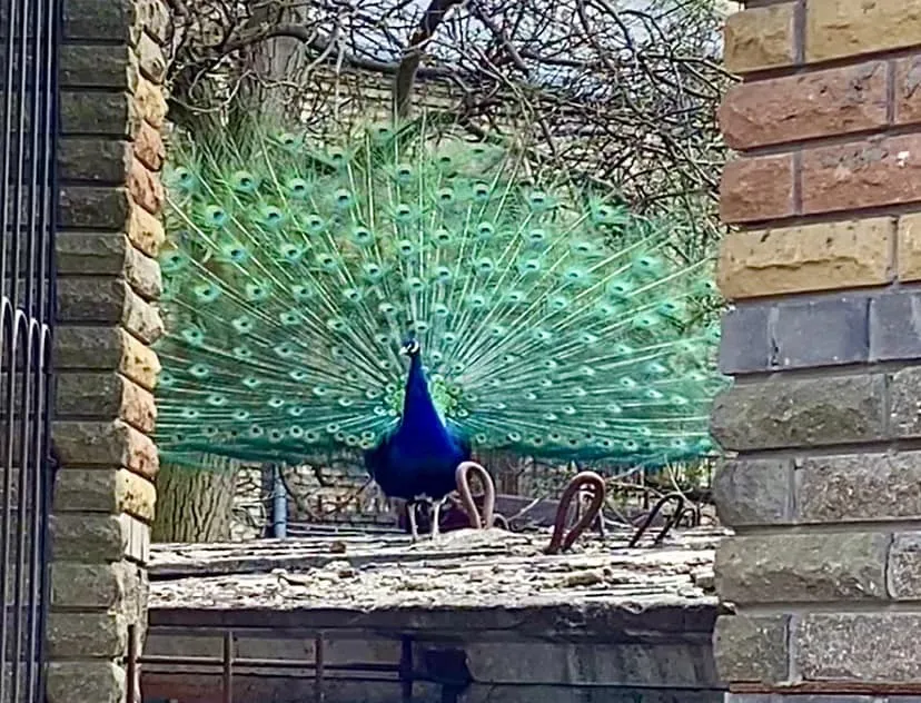 В центре Киева среди многоэтажек обитают экзотические птицы. Фото и видео dqxikeidqxiqxxant