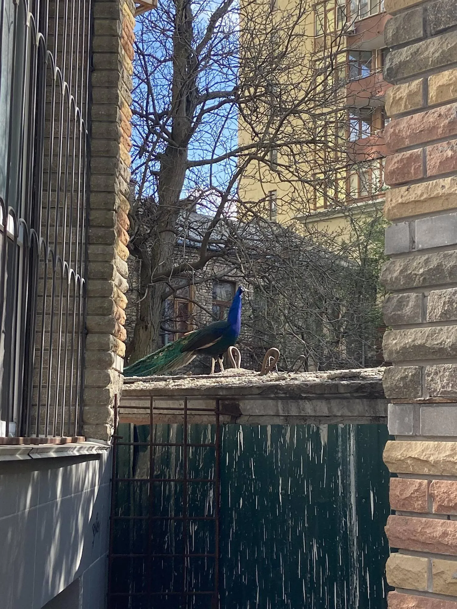 В центре Киева среди многоэтажек обитают экзотические птицы. Фото и видео