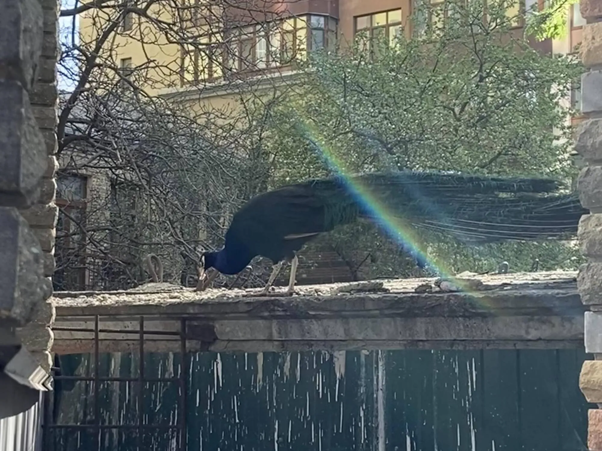 В центре Киева среди многоэтажек обитают экзотические птицы. Фото и видео