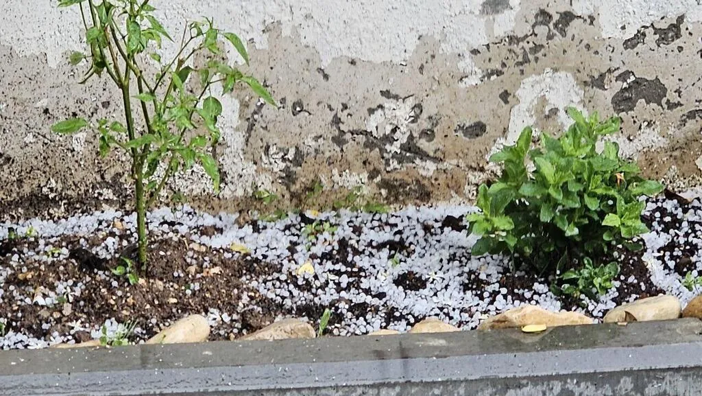 Непривычно для конца апреля: в Израиле выпал снег. Фото dqxikeidqxiqqeant