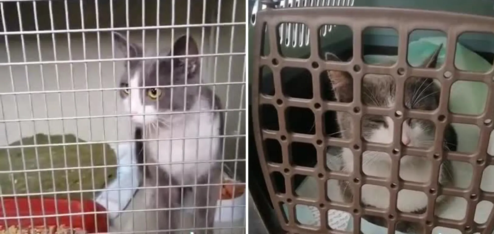 В Умани из разрушенного ракетным ударом дома спасли котика: видео тронуло сеть