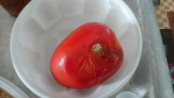 Военные питаются гнилыми помидорами и «деревянным мясом» - журналистка (ФОТО) Военные питаются гнилыми помидорами и «деревянным мясом» - журналистка (ФОТО) dqxikeidqxitkant