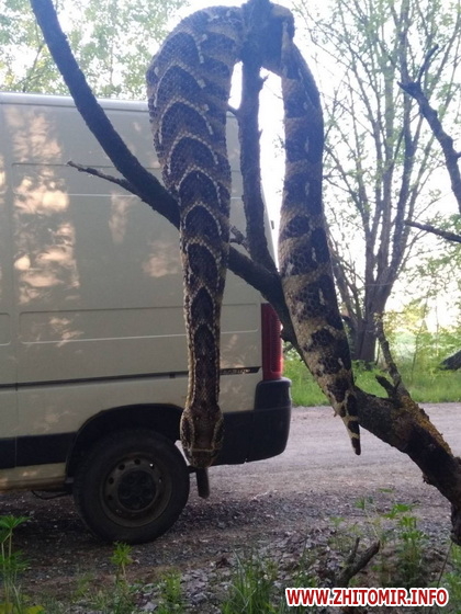 Под Житомиром обнаружили африканскую змею dqxikeidqxitkant