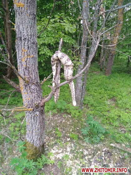 Під Житомиром виявили африканську змію