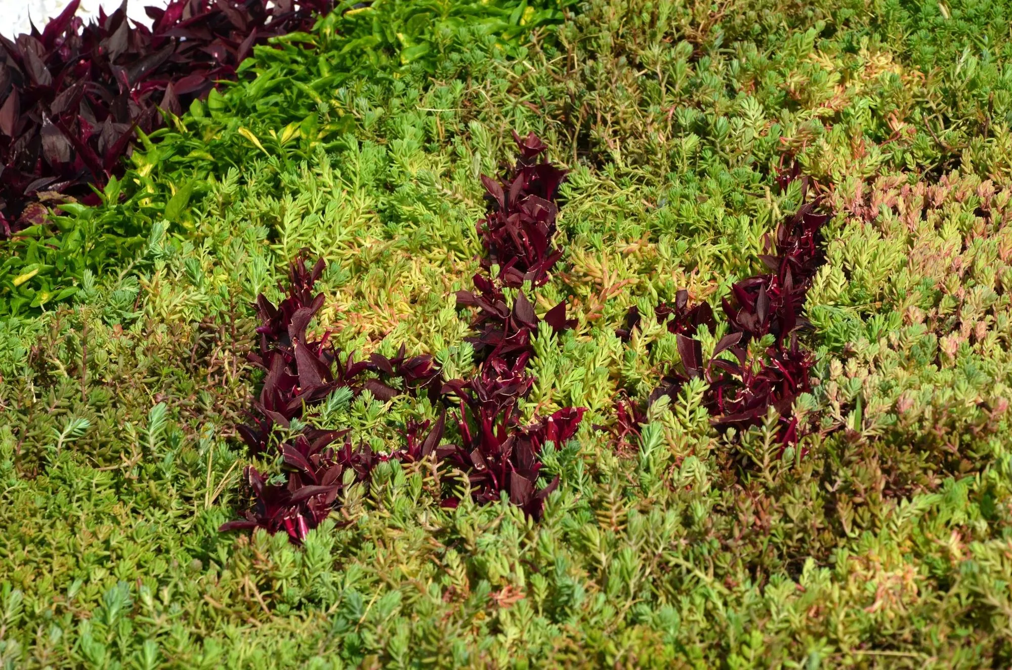 У Києві висадили квіткове панно, присвячене Дмитру Коцюбайлу "Да Вінчі". Фото