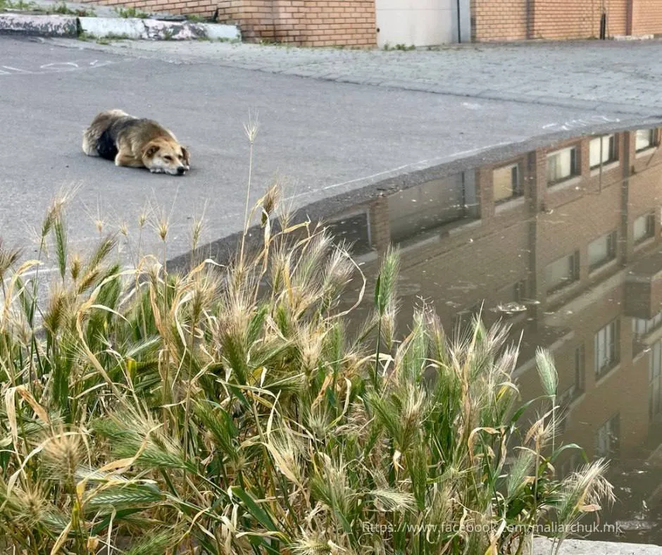 В Олешках є перші загиблі, Гола Пристань може повністю піти під воду: все про наслідки підриву Каховської ГЕС (оновлюється)
