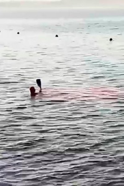 Случаи нападений акул, приступы акул, акула съела человека, акула напала 2023, акула нападение, акула в Египте,