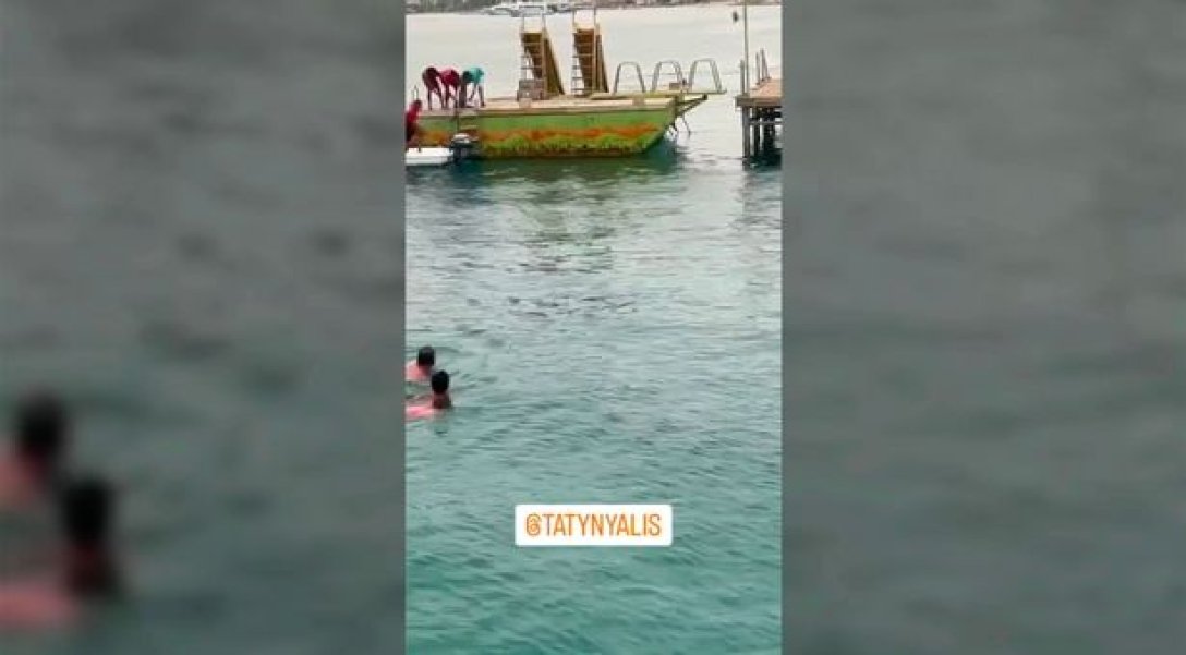 Нападение акулы снимали на камеру, приступы акул, акула съела человека, акула напала 2023 год, акула нападение, акула в Египте,