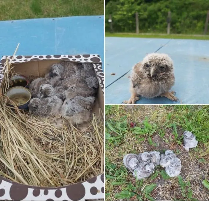 На Київщині небайдужий чоловік врятував совину сім’ю. Фото dqxikeidqxitkant