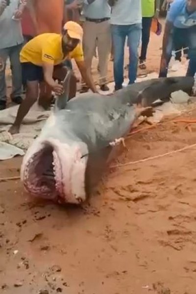 Акула у Єгипті