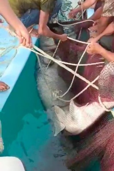 Акула у Єгипті