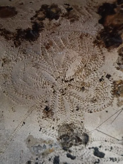 Зображення рослини