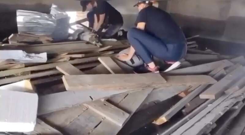 Робили масаж серця: волонтерам вдалося повернути до життя собаку з Херсонської області. Відео dqxikeidqxiqxxant