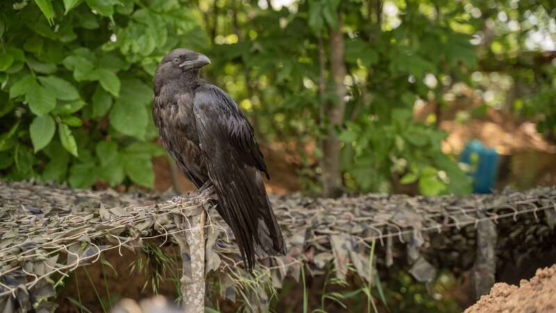 Міг би бути розвідником або диверсантом: бійці ЗСУ на позиції приручили ворона. Фото і відео dqxikeidqxitkant