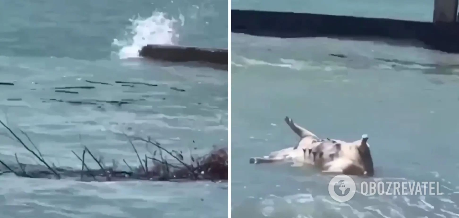 Наслідки підриву Каховської ГЕС росіянами: трупи тварин з Херсонщини прибило до узбережжя Абхазії. Відео dqxikeidqxitkant