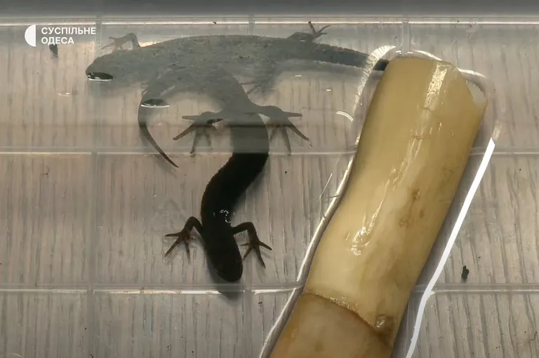 Дунайские тритоны dqxikeidqxitkant