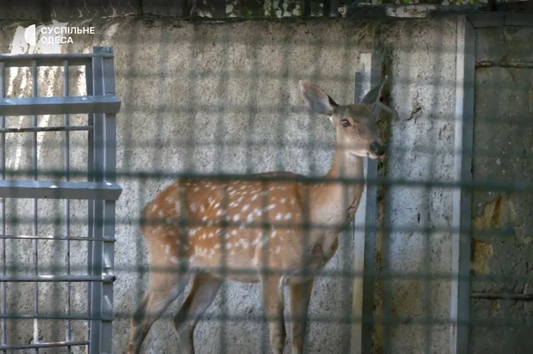 Спасена самка оленя из Херсона