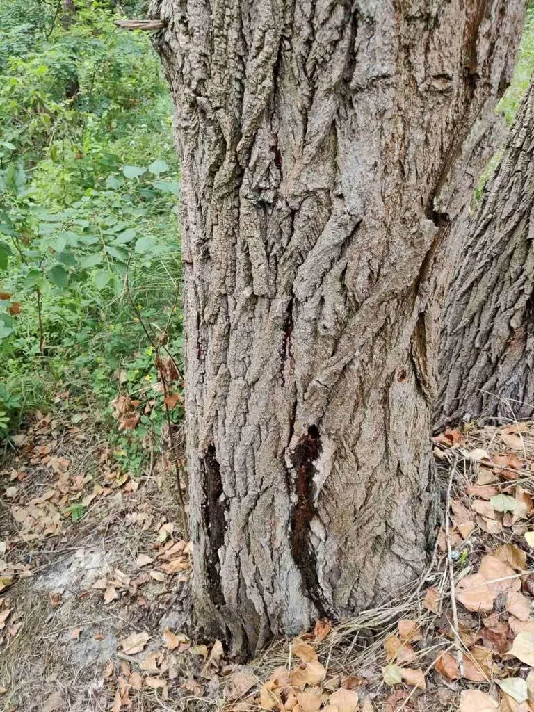      100    :   .  dqxikeidqxitkant